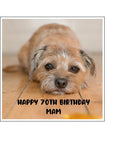 Border Terrier 01 Edible Icing Cake Topper or Ribbon