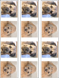 Border Terrier 02 Edible Icing Cake Topper or Ribbon