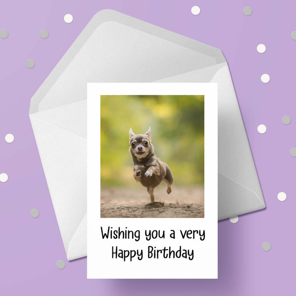 Chihuahua 02 Birthday Card