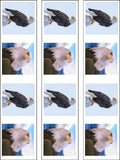 Eagle 02 Edible Icing Cake Topper or Ribbon