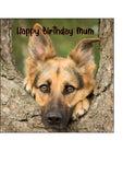 German Shepherd 01 Edible Icing Cake Topper