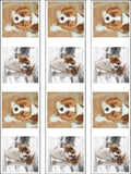 Cavalier King Charles 05 Edible Icing Cake Topper or Ribbon