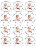 Gerbil Edible Icing Cake Topper 01