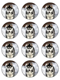 Husky Dog Edible Icing Cake Topper 02